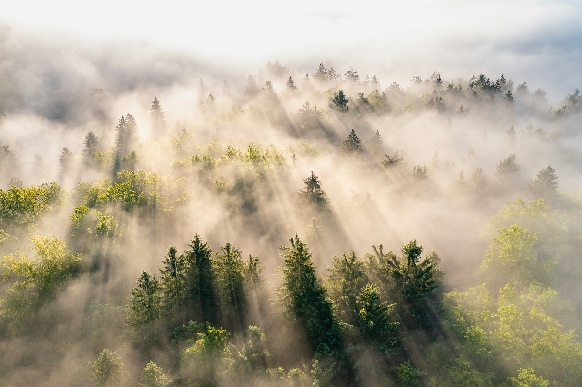 Comment les drones et les modèles 3D modifient la gestion des forêts