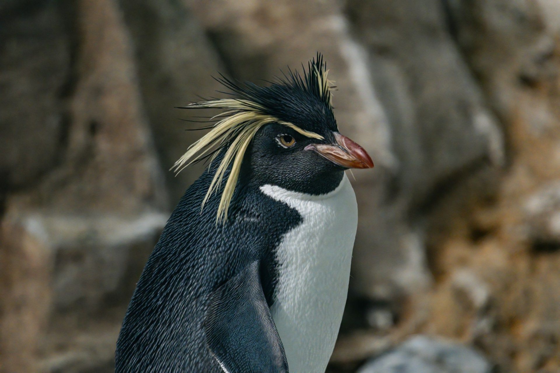 Der Zoo von Bettembourg hat Zuwachs bekommen.
