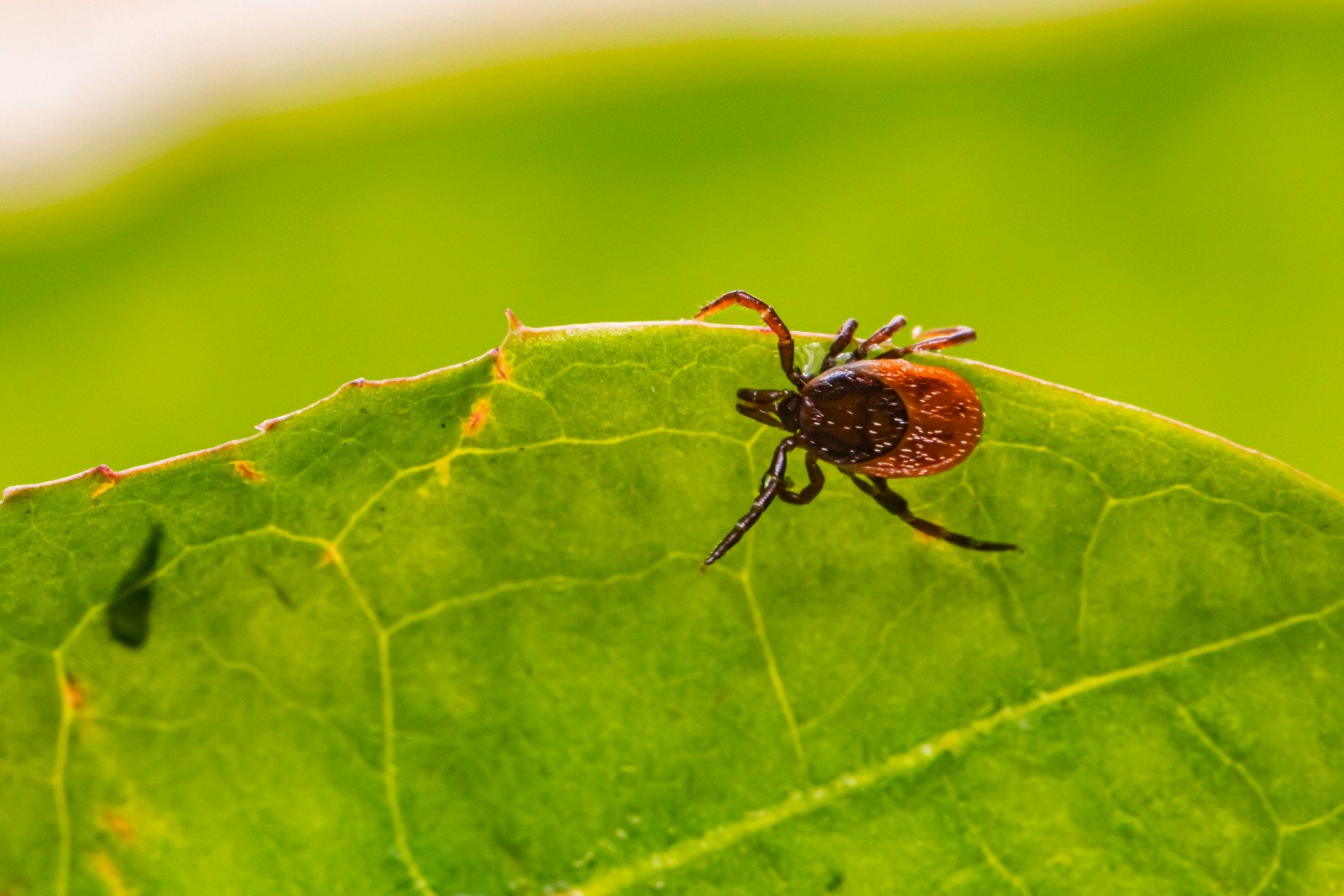 Is Luxembourg at risk of tick-borne encephalitis?