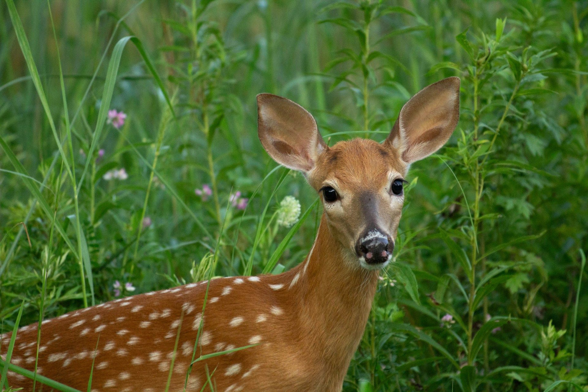 Drones, farmers and volunteers: how Luxembourg is saving reindeer calves