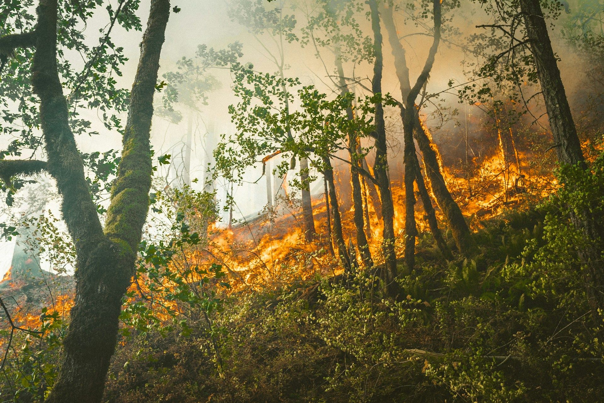 Luxembourg strengthens precautions during fire season