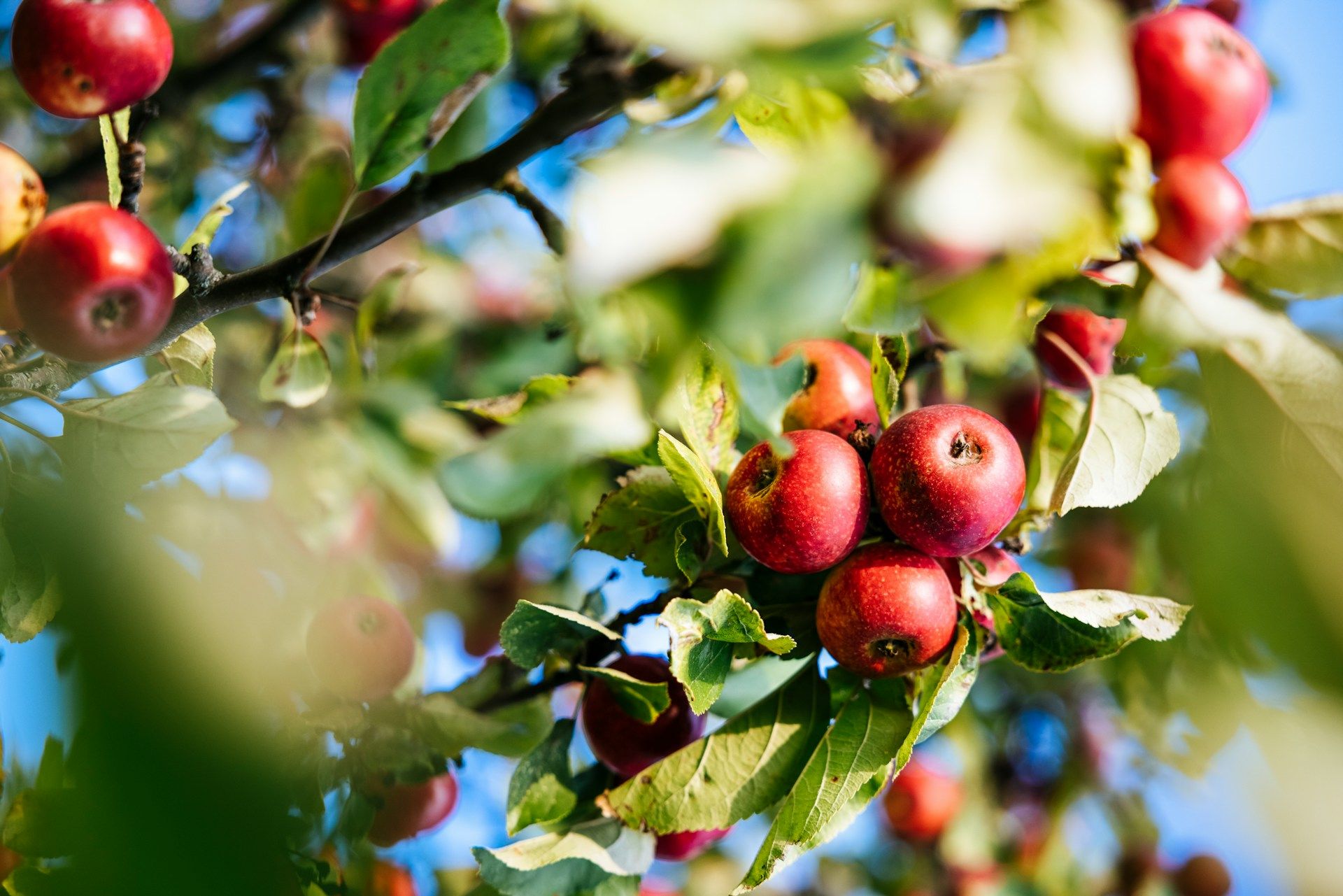 Luxembourg has once again allowed free fruit picking