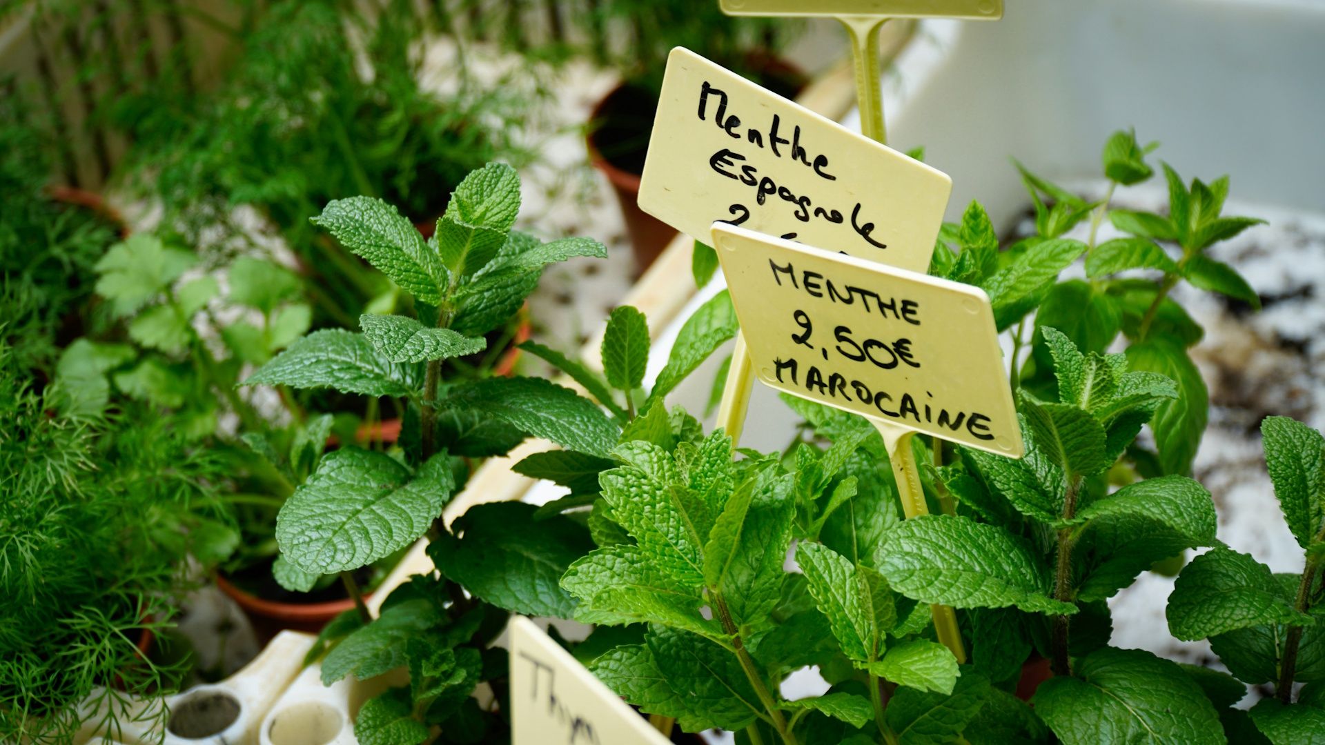 Plantes médicinales du Luxembourg : une pharmacie verte à vos pieds