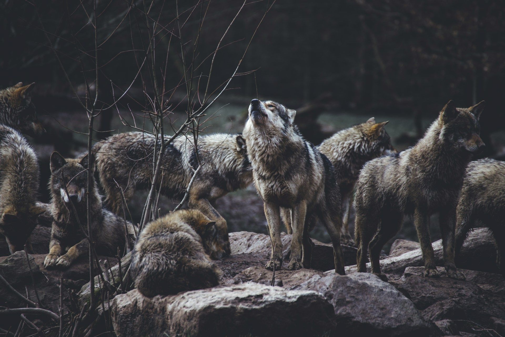 Les loups ont "ruiné" le gouvernement pour 7 300 euros